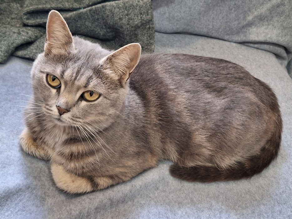 Стерилізована  молода киця шукає родину