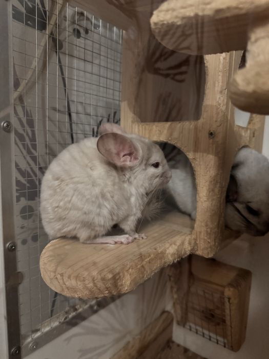 Отлам бесплатно.