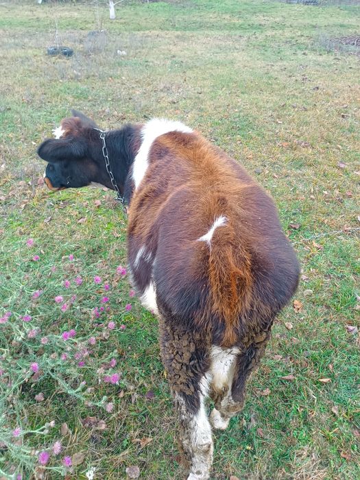 Продам теличку на держання