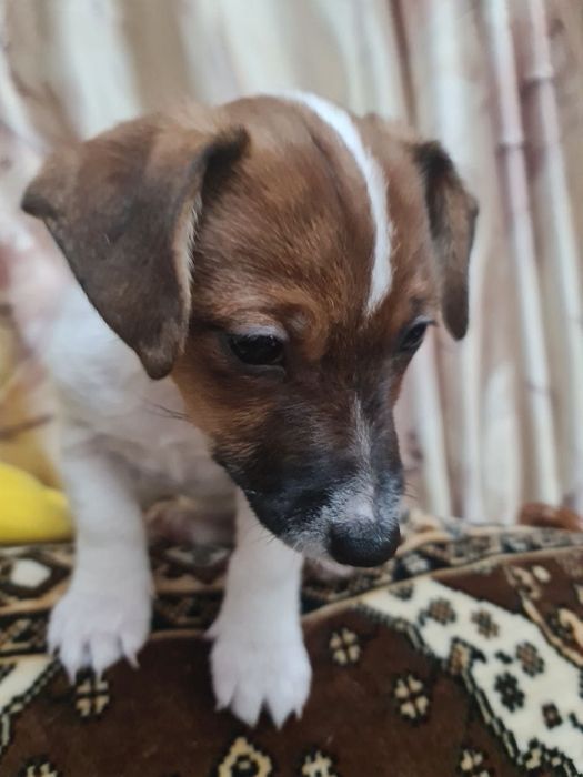 Щенок девочка Джек рассел