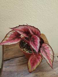 Planta Begonia rex