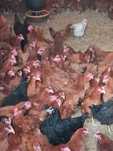 KURY NIOSKI ROSA ASTRA LEGHORN.Kurki z pierwszym jajkiem. Hurt-Detal