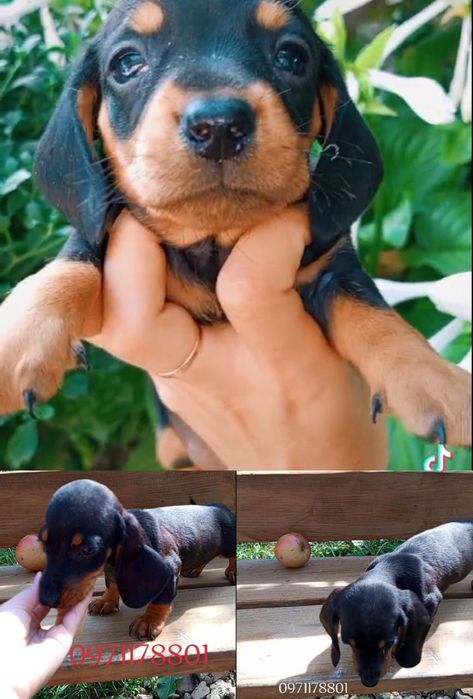 шукають люблячу родину міні такси