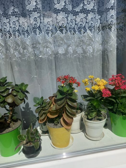 Каланхоє жовтий.