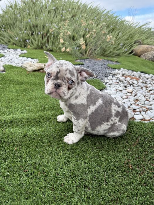 Bulldog francês blus merle olhos azuis