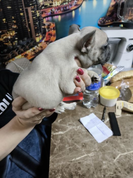 Продажа щенков французского бульдога