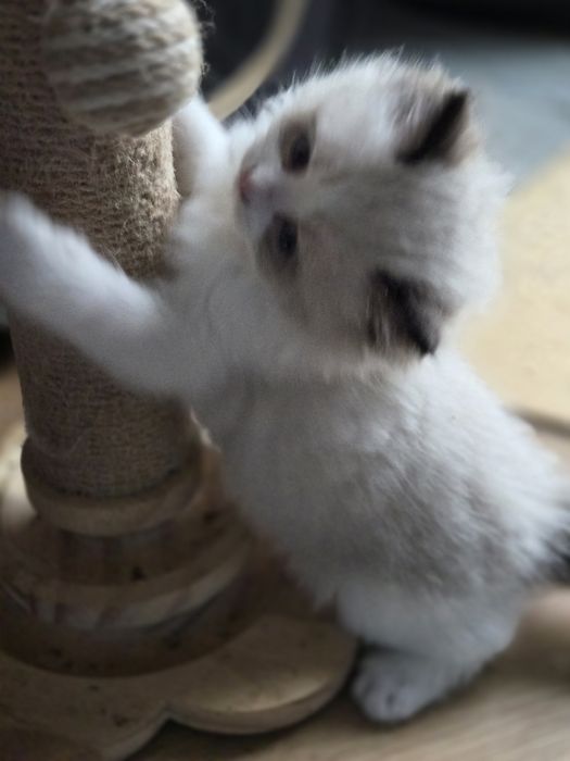 Kotka RAGDOLL z rodowodem FPL