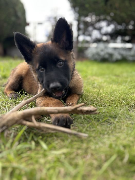 Owczarek belgijski Malinois