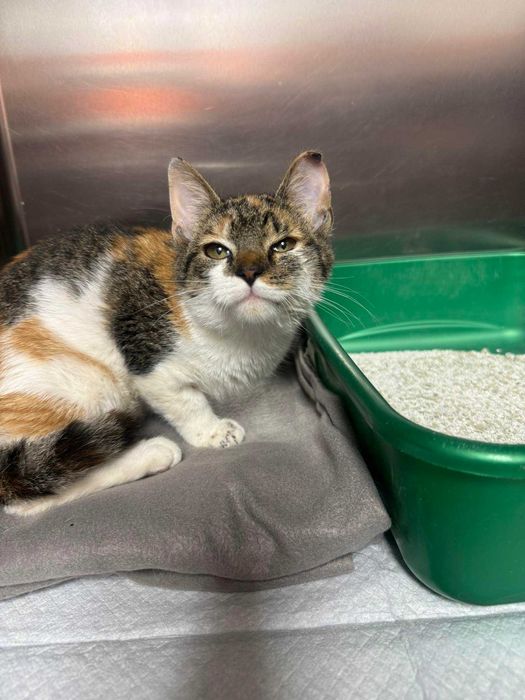 Kociaki szukają domów -schronisko Zgierz-aktualne