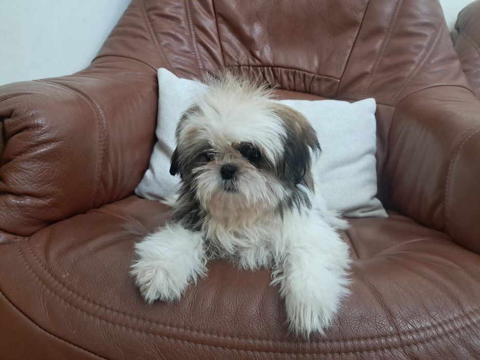 Shihtzu femea fantastica