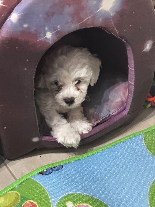 Продаж діток Бішон Фрізе.