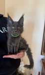 Kocur Maine Coon do hodowli - FPL