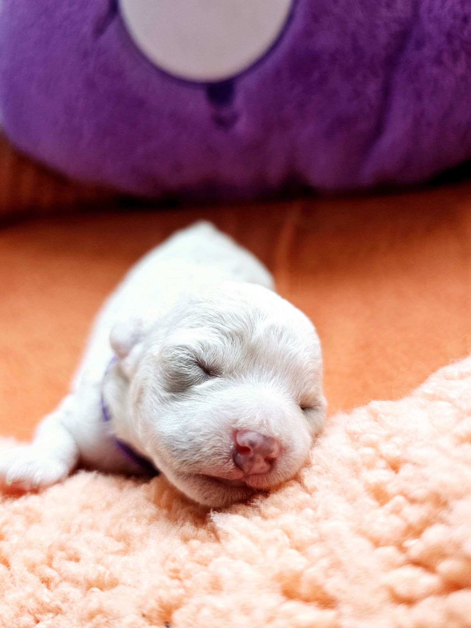 Bichon frise Cotton Monkey FCI ZkwP sunia