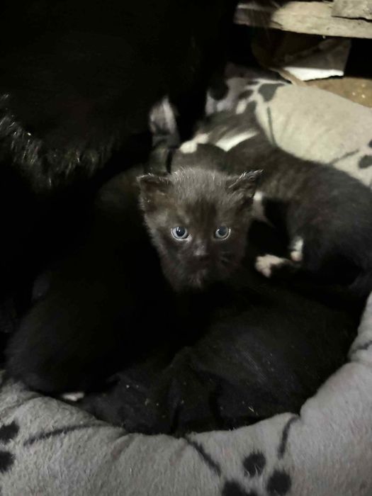 Słodkie kocięta do wzięcia od zaraz