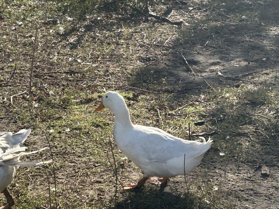 Geś i kaczka tuszka