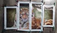 Фотообои с тигром