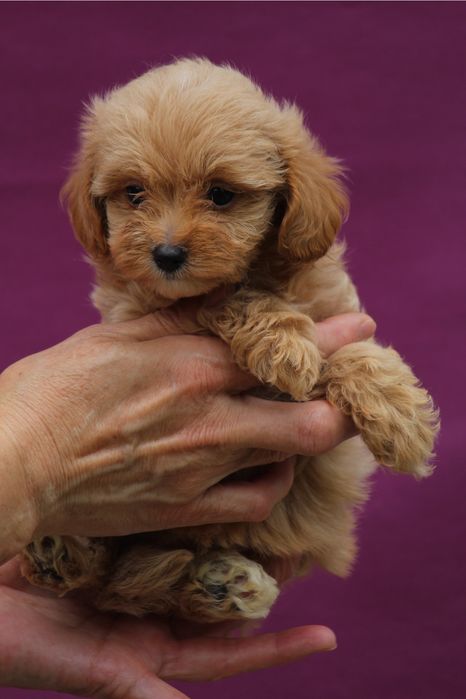 Мальтипу мини девочка ,резервируем мальтипу