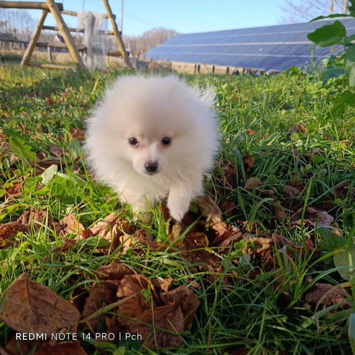 Szpic miniaturowy.Tylko dla Ciebie . Wyjątkowy pomeranian.