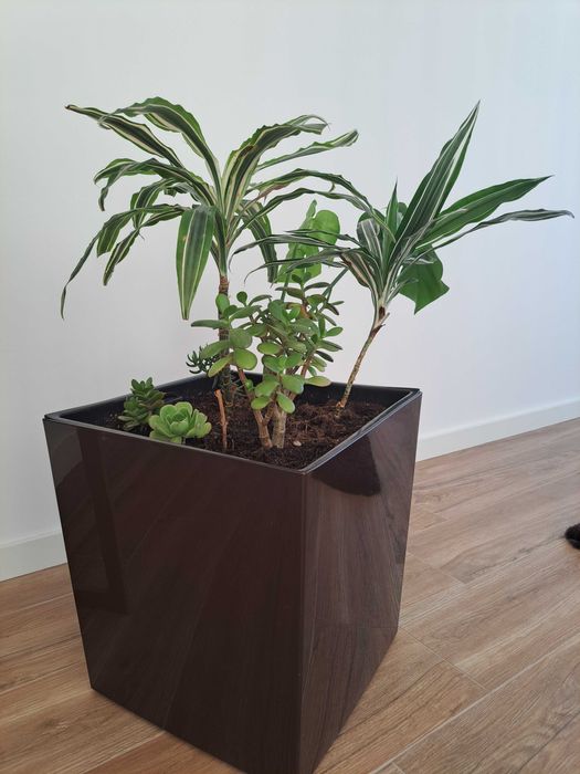 Vendo vaso com planta de interior