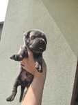 Do rezerwacji piesek cane corso