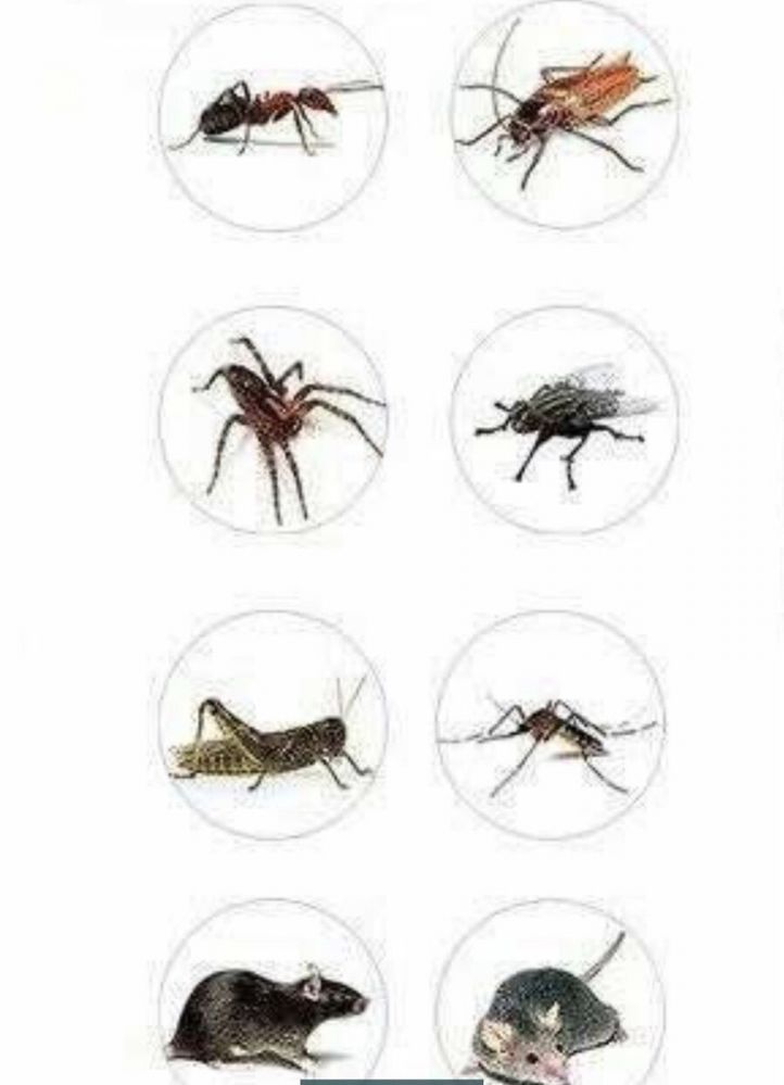 Отпугиватель тараканов насекомых грызунов/ відлякувач тараканів