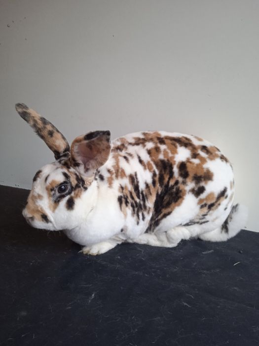 Króliki Rex Trójbarwne