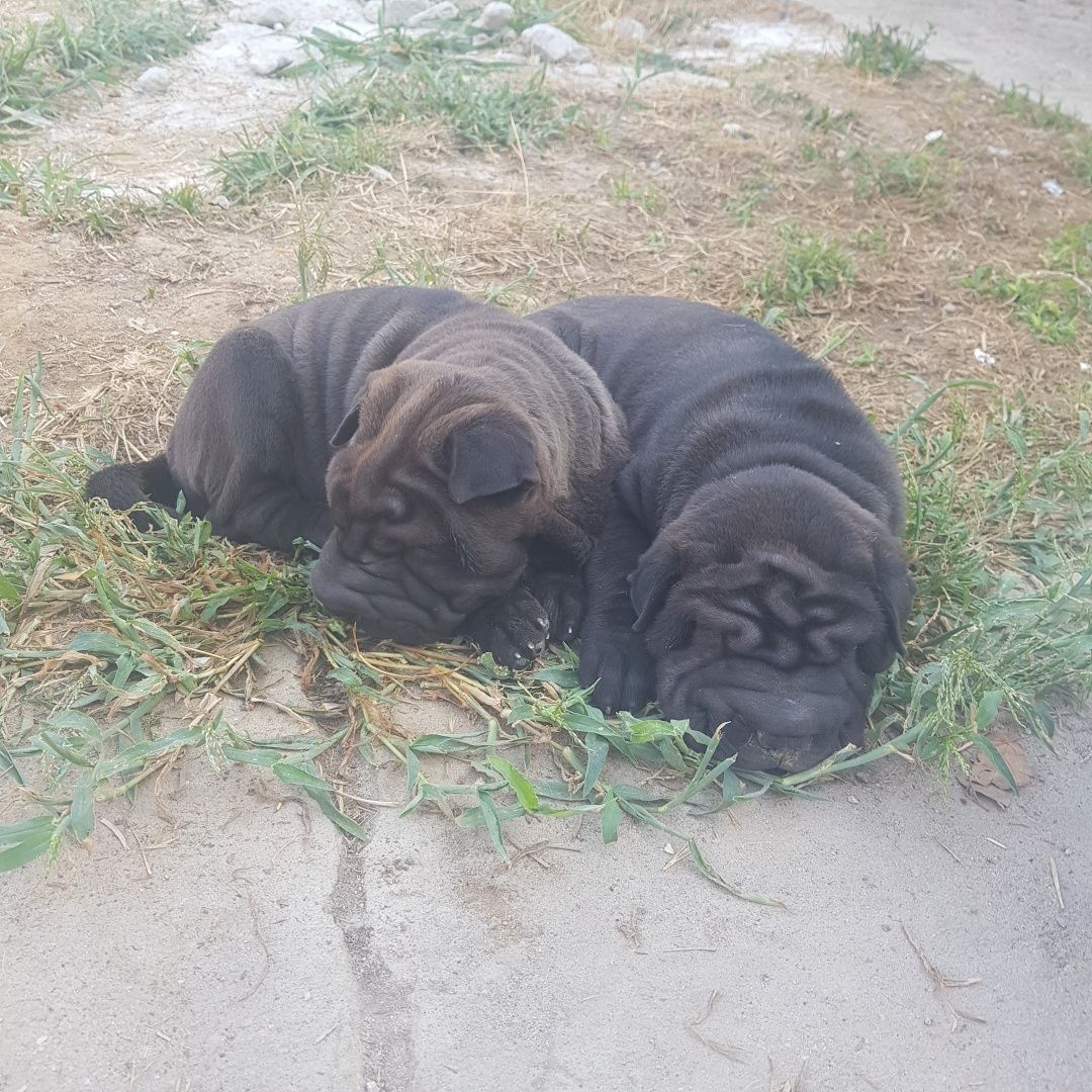 Shar pei bebe criado com Amor