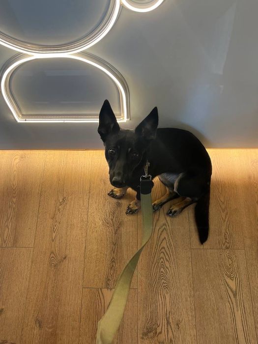 ПРОПАЛА СОБАКА! Допоможіть знайти нашу дівчинку!