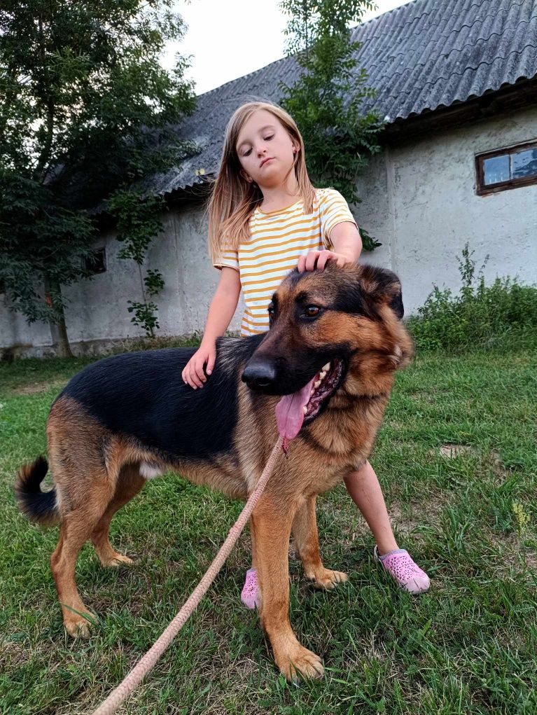 Max, dwuletni psiak w typie owczarka niemieckiego szuka domu.