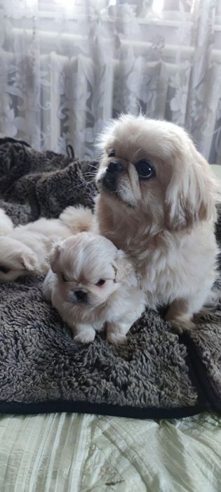 Вязка,чистокровний білий пекінес розвязаний