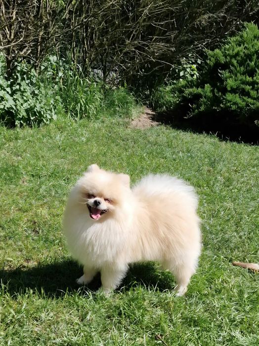 Piesek szpic pomeranian reproduktor Fci