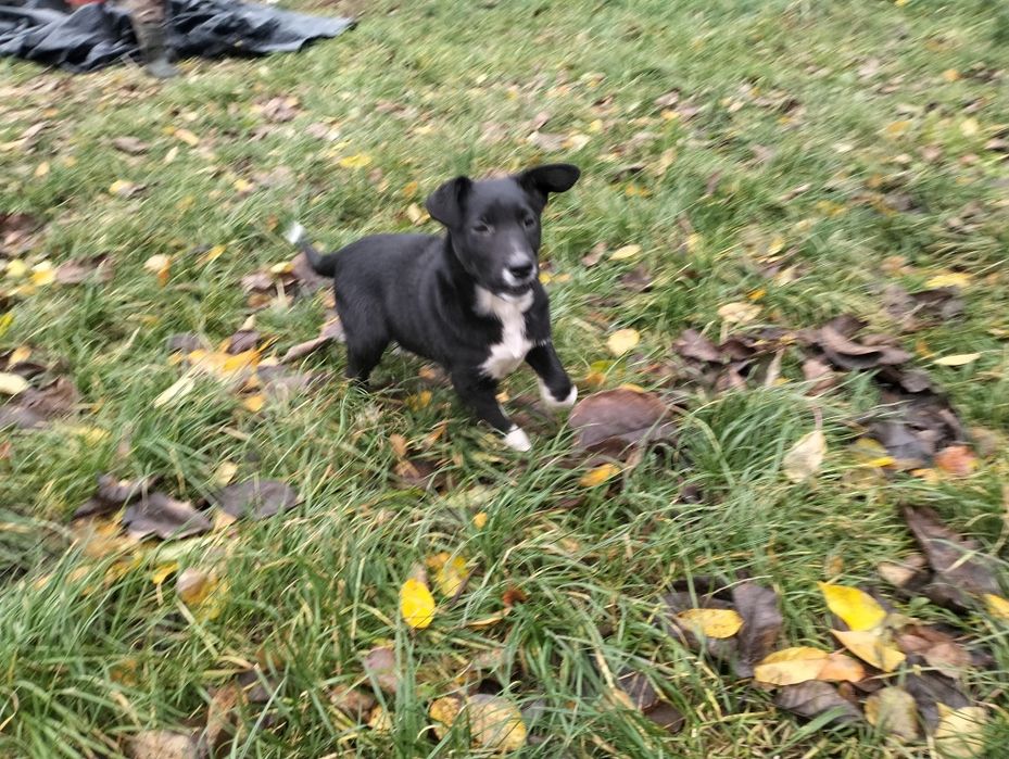 Oddam szczeniaka (suczka)