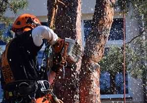 Wycinka drzew, podnośnik koszowy, rębak do gałęzi