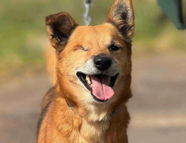 Levi do adopcji!