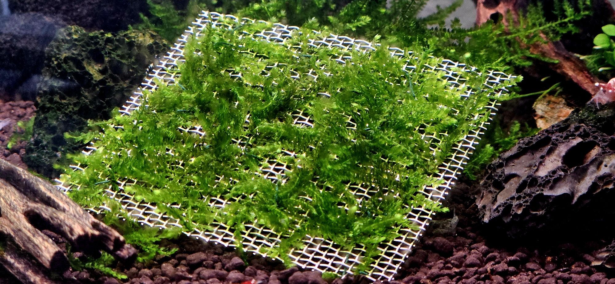 Musgo para aquários. Moss