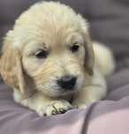 Złota suczka Golden Retriever