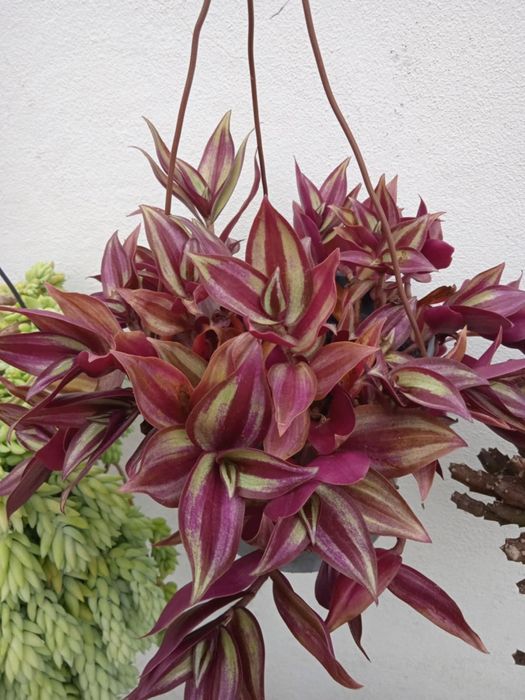 Vendo vasos bonitos para decoração da sua casa, exterior e interior.