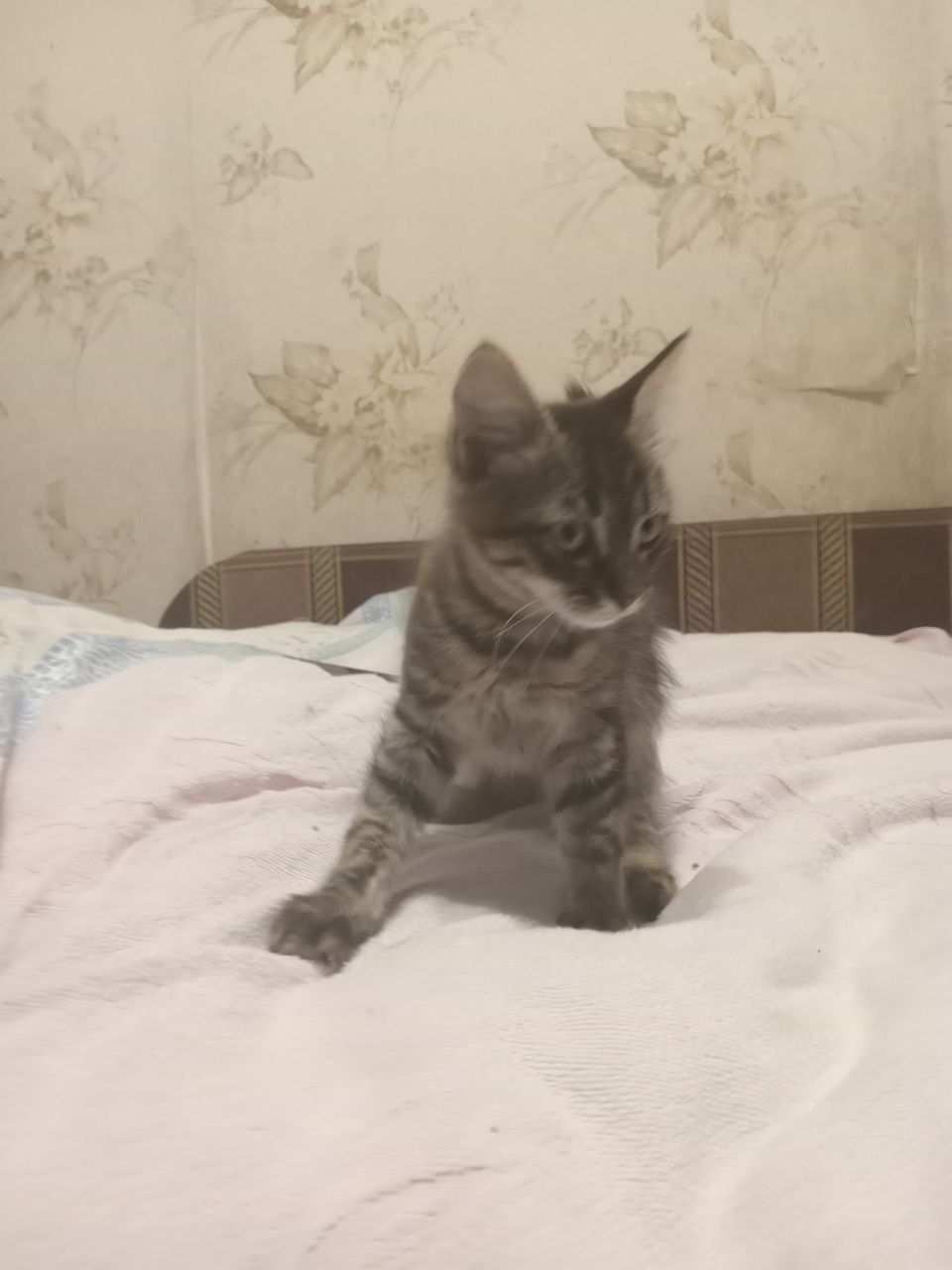 Віддаю кошенят в добрі руки (безкоштовно)