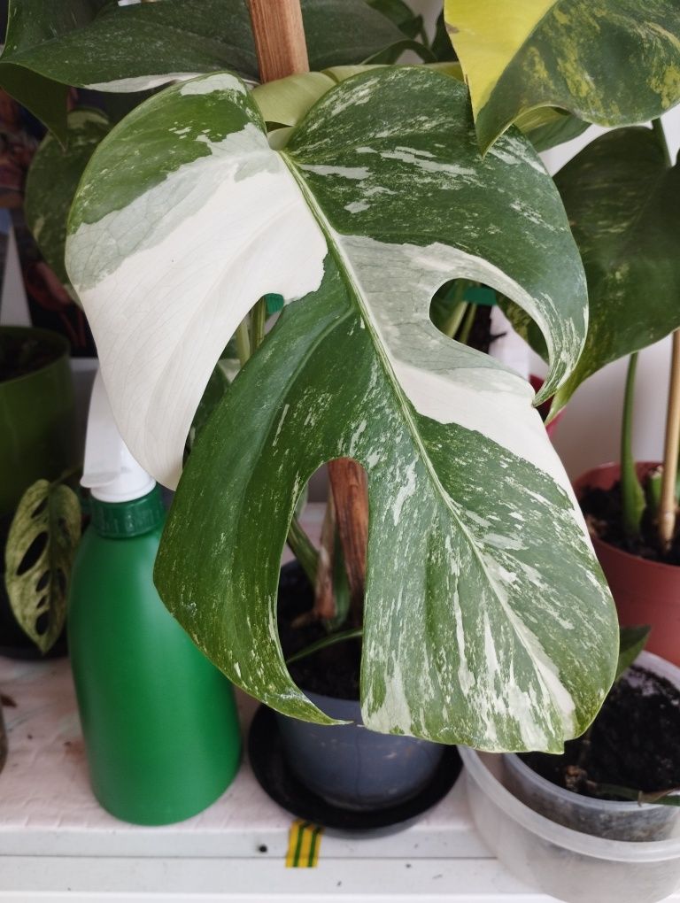 Monstera Variegata