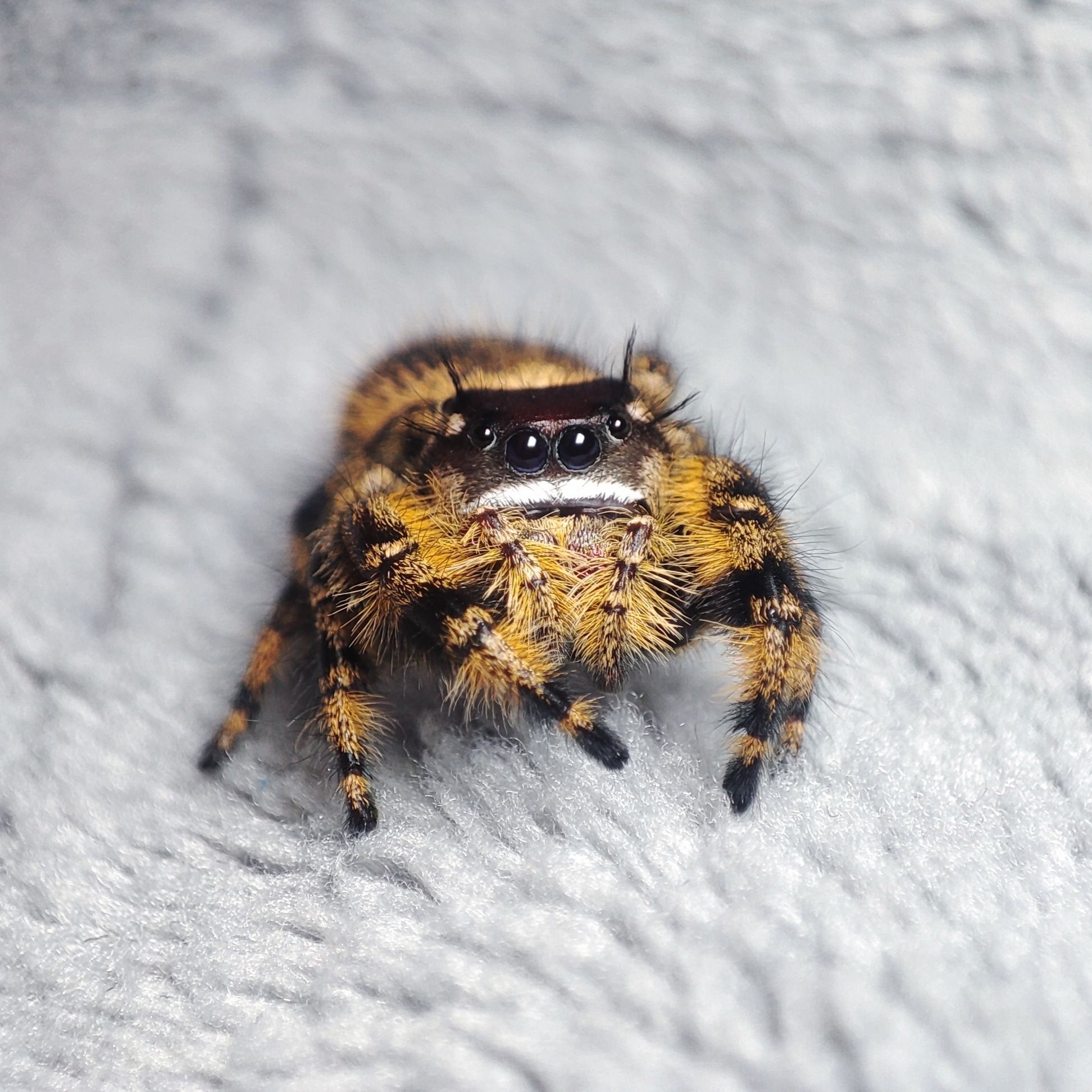 Skakun / Phidippus Otiosus L5