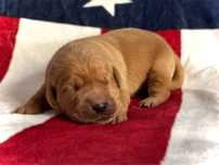 Golden retriever typ amerykanski