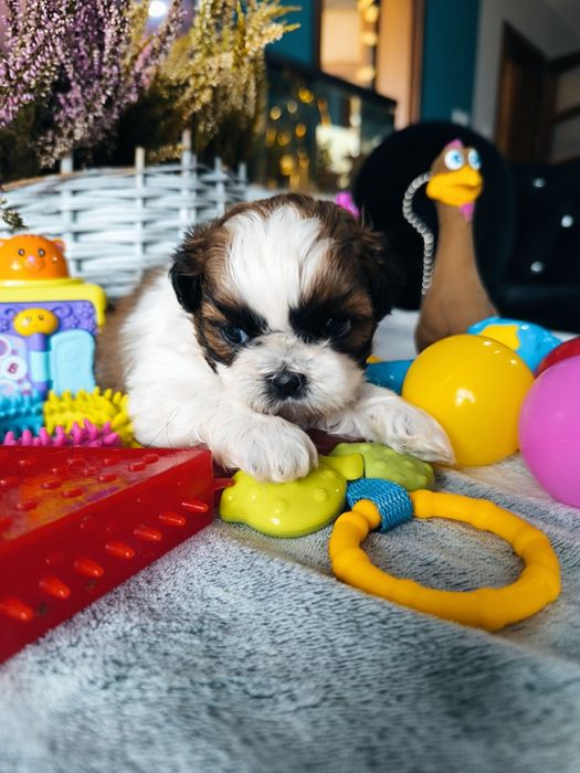 Suczka shih tzu po zdrowych rodzicach Zhpr UCI rodowód 4 pokoleniowy