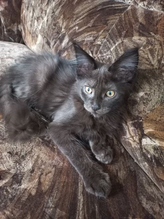 Wesoły kocurek Maine Coon