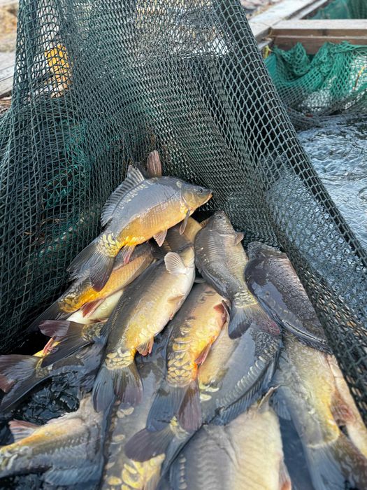 Karp detal hurt Stawy PIASTÓW JEDLIŃSK