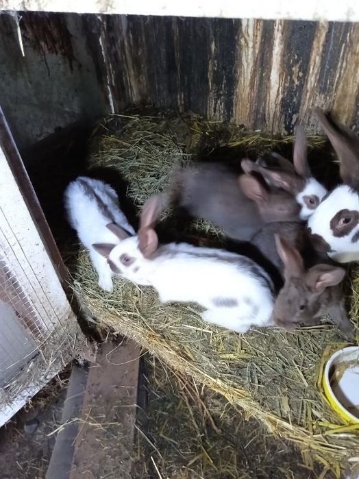 Króliki srokacze havana