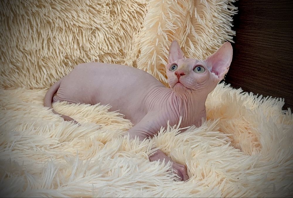 Клубный мальчик Канадский сфинкс, родословная WCF, доставка заграницу