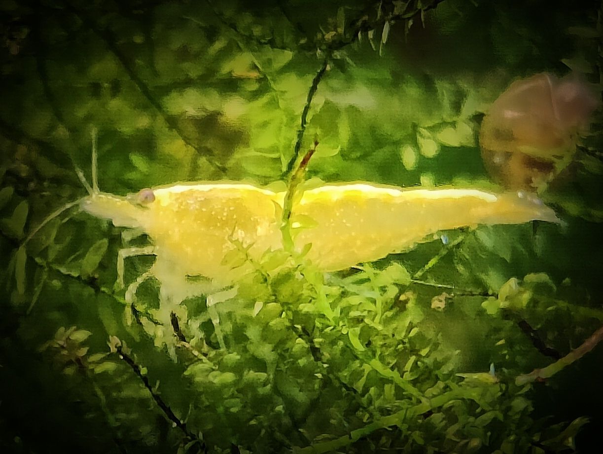 Neocaridina Yellow i Neon, Krewetki żółte i z pasem