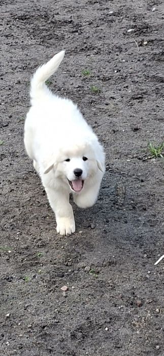 Szczeniak Owczarka Podhalańskiego