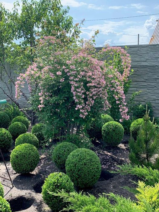 продам самшит стриженый в виде шара. можжевельник блю эрроу. туи