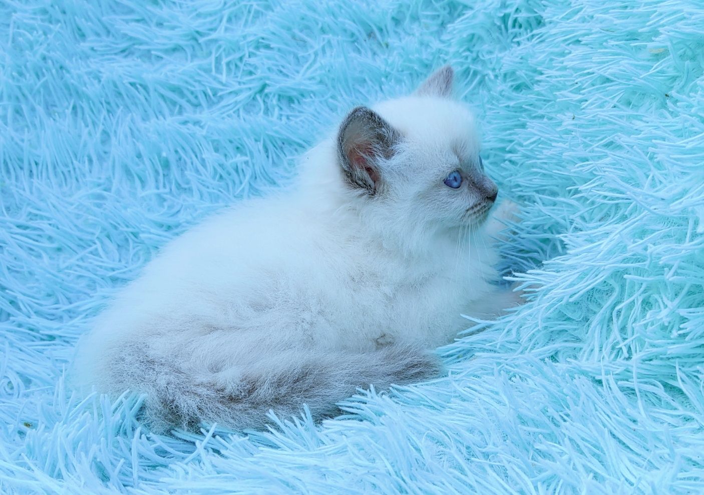 Ragdoll kotka seal point